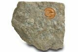 Orange Trinucleid Trilobite (Declivolithus) - Mecissi, Morocco #372367-1